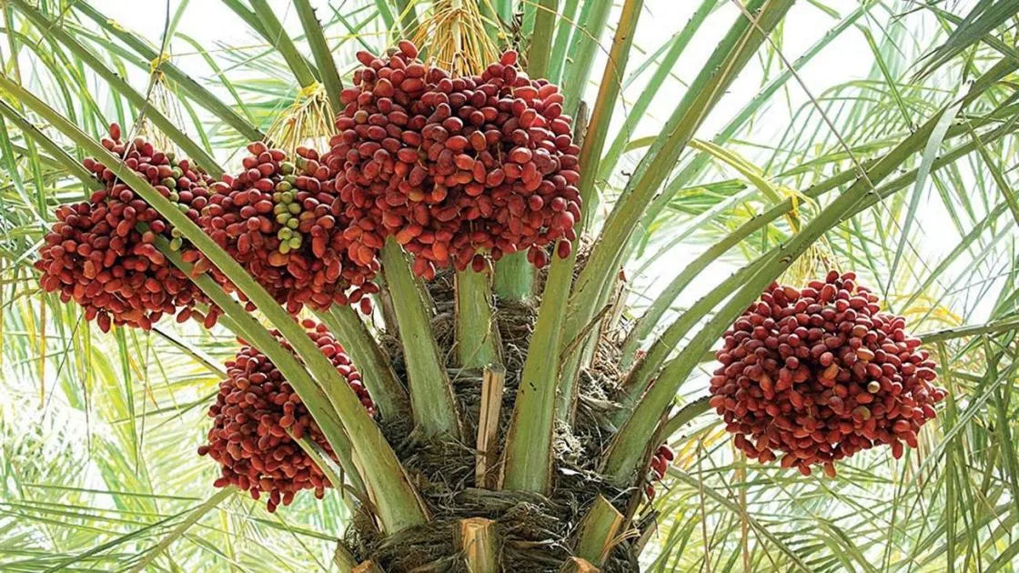 اكتشفوا أهم خطوات العناية بأشجار النخيل