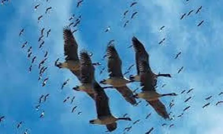 قانون البيئة يحظر صيد الطيور المهاجرة، خصوصًا الأنواع المهددة بالانقراض